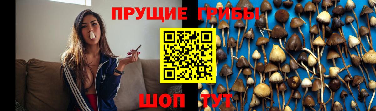 Псилоцибиновые грибы Psilocybe Алексин